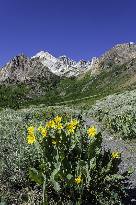 Wyethia mollis是紫菀科中的一种花，俗称毛骡耳。内华达山脉东侧，因约国家森林，麦吉溪峡谷，Mono县，加利福尼亚州。